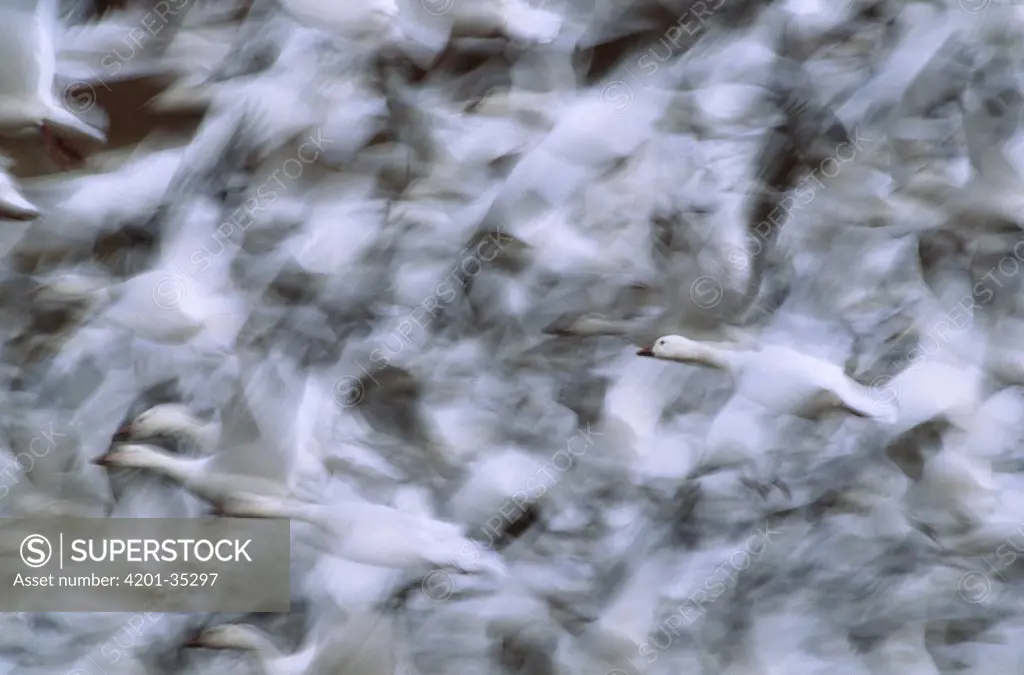 Snow Goose (Chen caerulescens) flock taking flight, Bosque del Apache National Wildlife Refuge, New Mexico, blurred motion