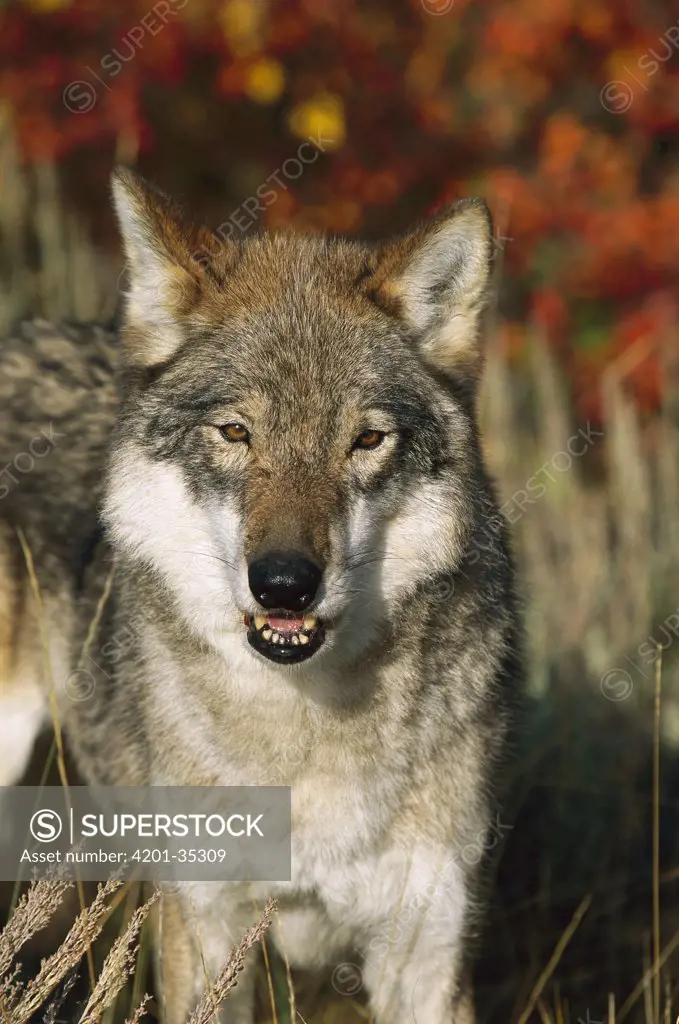 Timber Wolf (Canis lupus) portrait, Teton Valley, Idaho