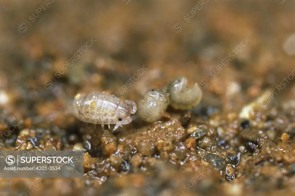 Common Pillbug (Armadillidium vulgare) three young, called manca, recently emerged from mother's brood pouch, worldwide distribution