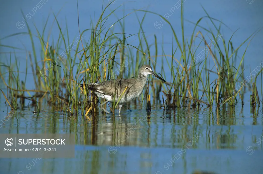 Willet (Catoptrophorus semipalmatus) wading amid reeds in wetland, South Padre Island, Texas