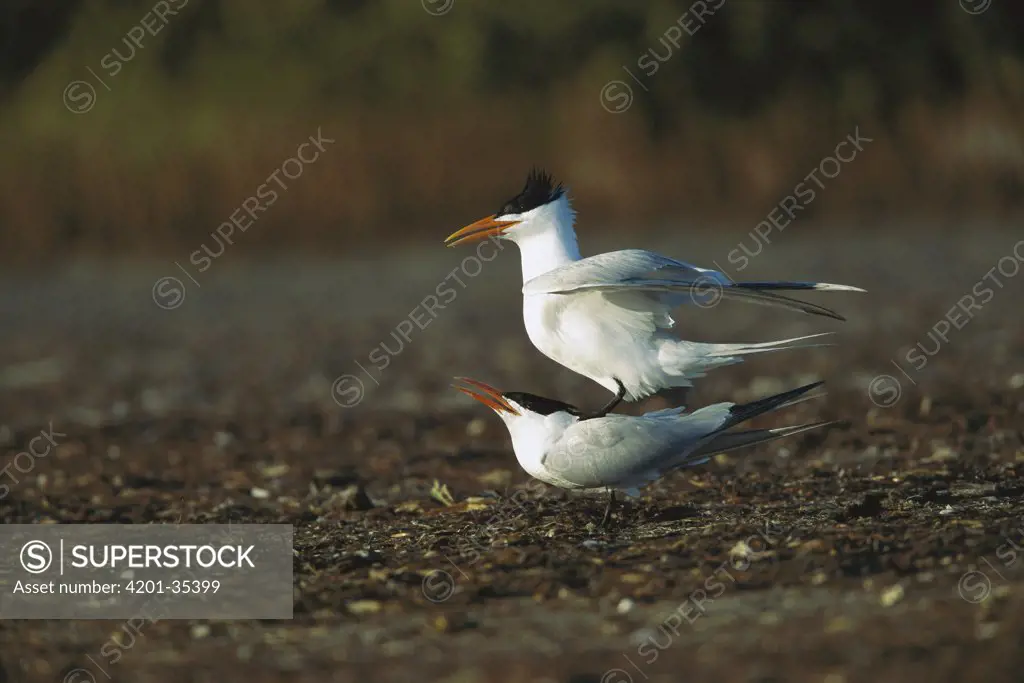 Royal Tern (Sterna maxima) pair mating on beach, South Padre Island, Texas