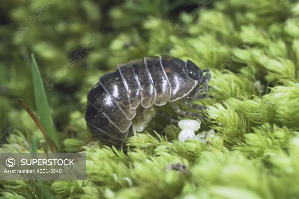 Common Pillbug (Armadillidium vulgare) mother and young called manca recently emerged from mother's brood pouch, worldwide distribution