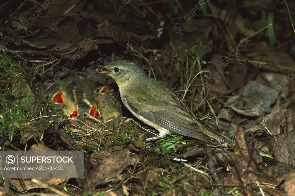 Tennessee Warbler (Vermivora peregrina) parent feeding young in nest on forest floor, Saskatchewan, Canada