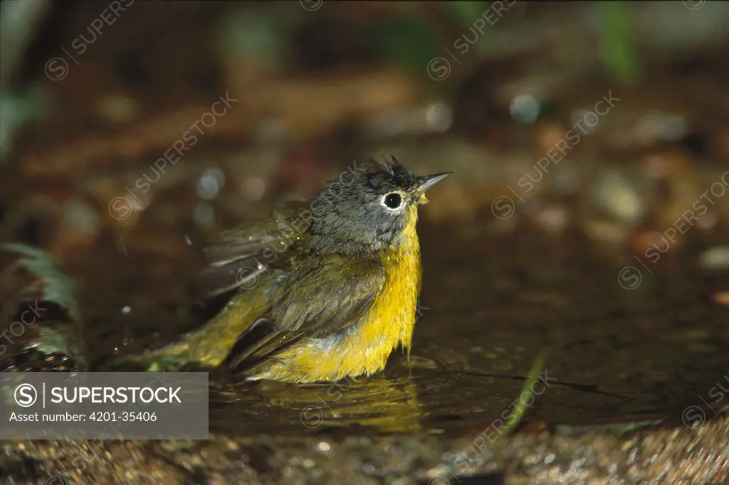 Nashville Warbler (Vermivora ruficapilla) male bathing, Rio Grande Valley, Texas