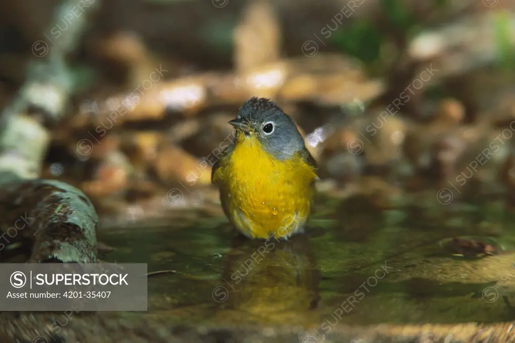 Nashville Warbler (Vermivora ruficapilla) male bathing, Rio Grande Valley, Texas