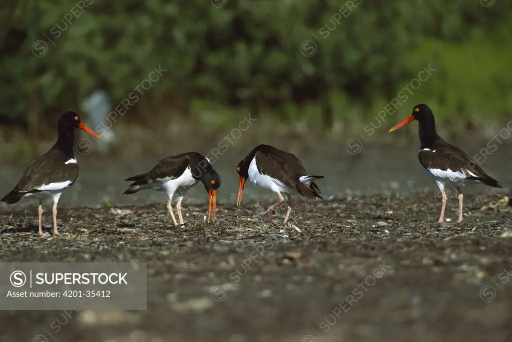 American Oystercatcher (Haematopus palliatus) pair performing courtship display while two other adults watch, South Padre Island, Texas