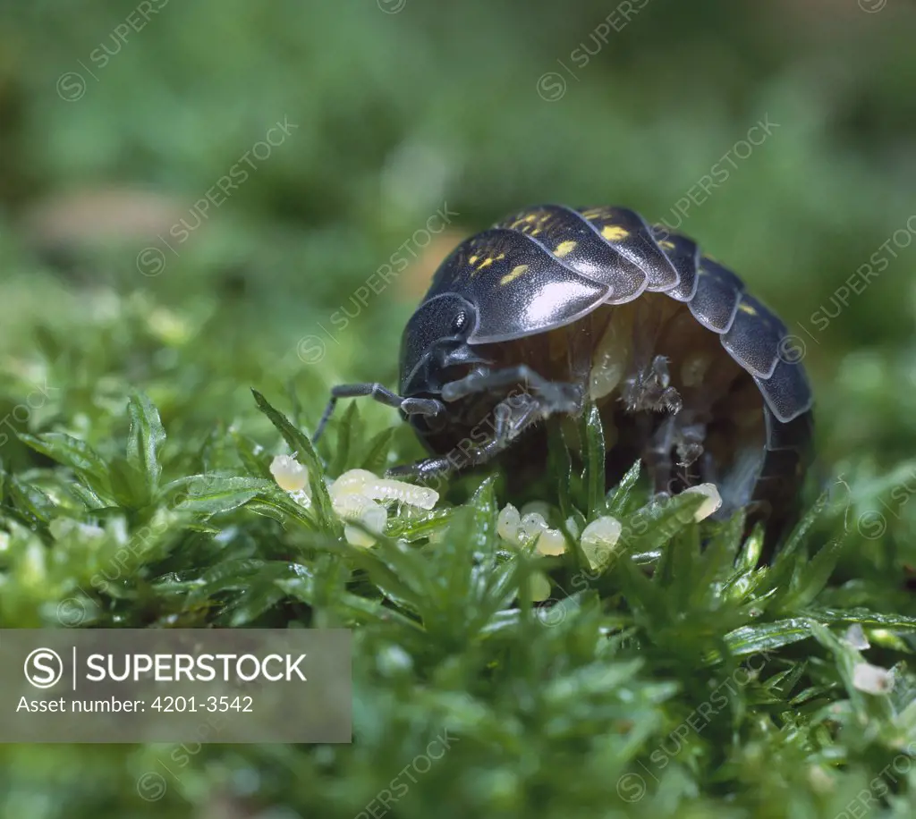 Common Pillbug (Armadillidium vulgare) mother and young called manca recently emerged from mother's brood pouch, worldwide distribution