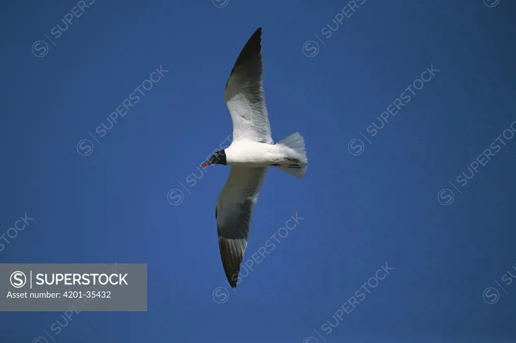 Laughing Gull (Larus atricilla) flying, South Padre Island Texas