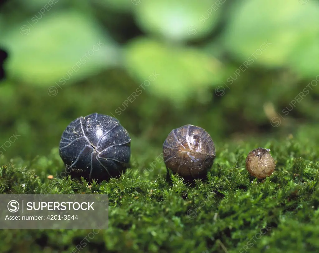 Common Pillbug (Armadillidium vulgare) adult, juvenile and young rolled into protective balls, worldwide distribution, sequence 2 of 2