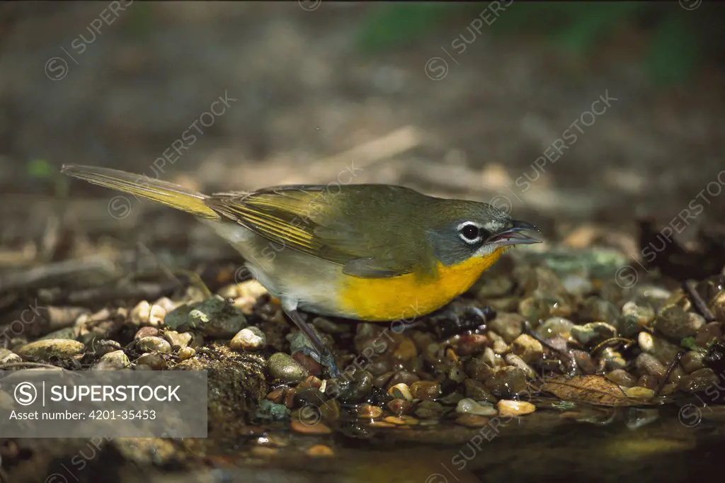 Yellow-breasted Chat (Icteria virens), Rio Grande Valley, Texas