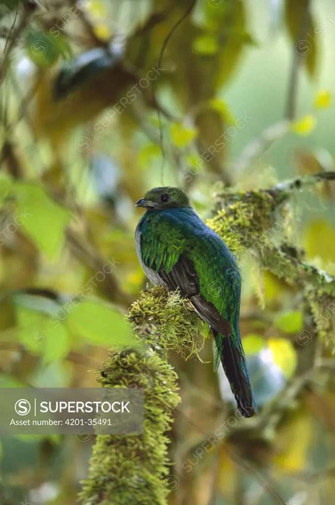 Resplendent Quetzal (Pharomachrus mocinno) female perching, Costa Rica