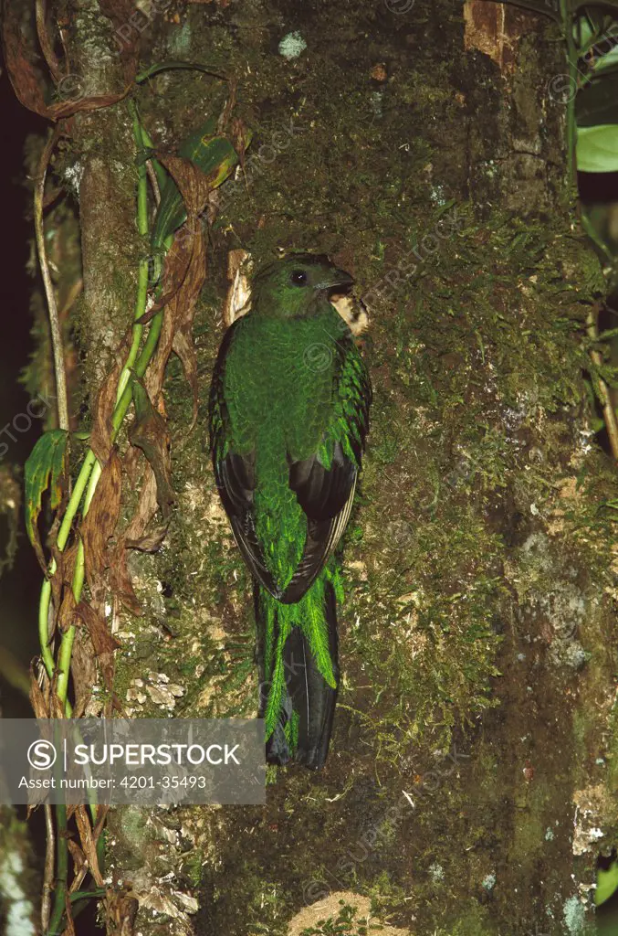 Resplendent Quetzal (Pharomachrus mocinno) female climbing a tree, Costa Rica