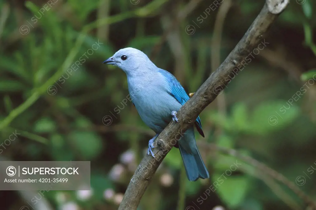 Blue-gray Tanager (Thraupis episcopus) perched in a tree, Costa Rica