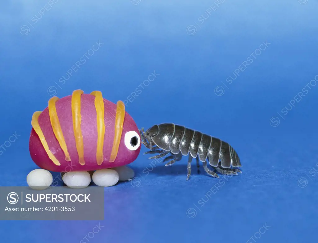 Common Pillbug (Armadillidium vulgare) interacting with a toy replica, worldwide distribution