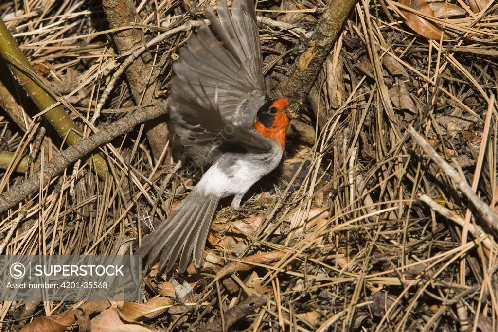 Red-faced Warbler (Cardellina rubrifrons) at nest with insect prey, White Mountains, Arizona