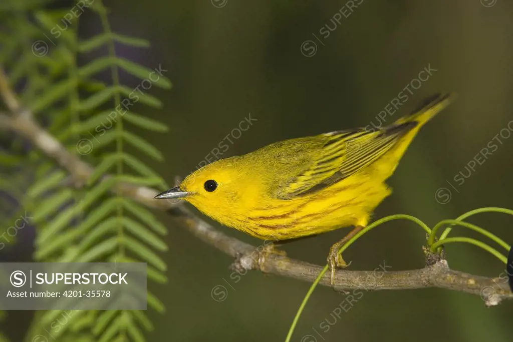 Yellow Warbler (Dendroica petechia) male perched on branch, Rio Grande Valley, Texas