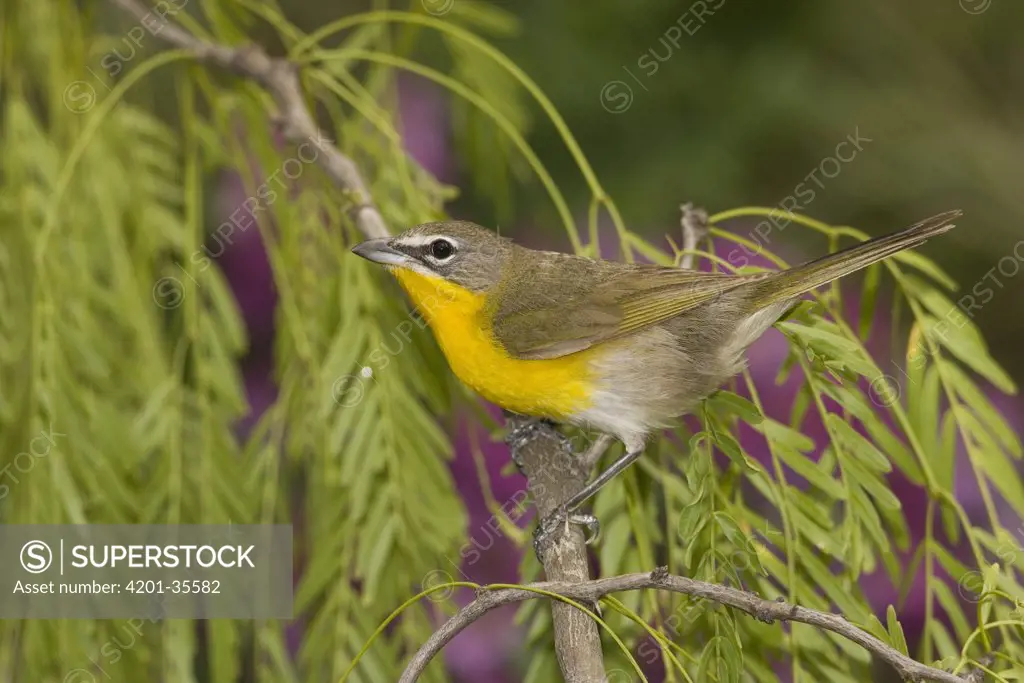 Yellow-breasted Chat (Icteria virens) perching, Rio Grande Valley, Texas