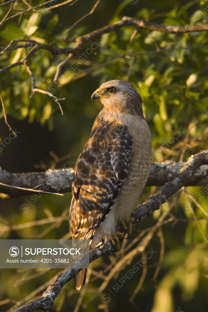 Red-shouldered Hawk (Buteo lineatus) perching in tree, Florida