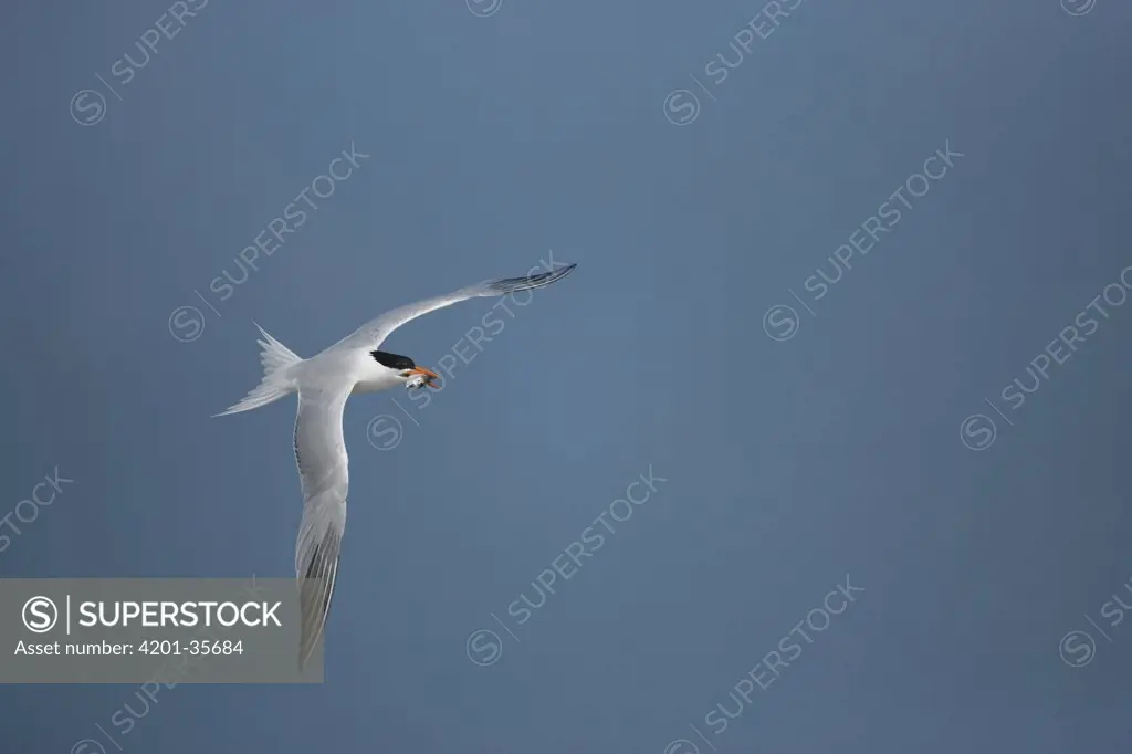 Royal Tern (Sterna maxima) flying with fish prey, Rio Grande Valley, Texas