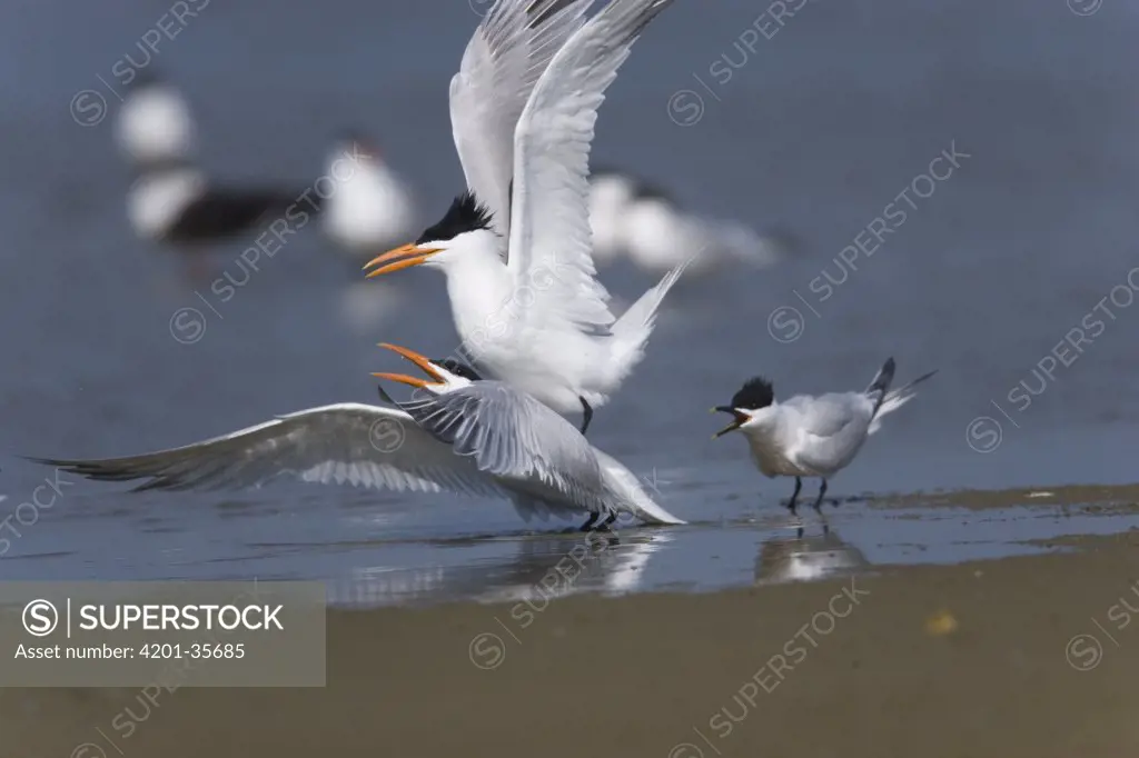 Royal Tern (Sterna maxima) trio interacting on beach, Rio Grande Valley, Texas