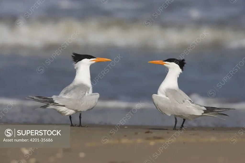 Royal Tern (Sterna maxima) pair on beach, Rio Grande Valley, Texas