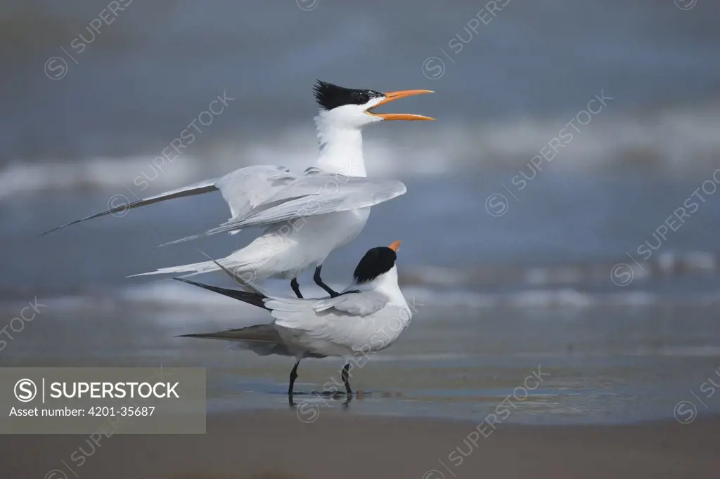 Royal Tern (Sterna maxima) pair in courtship display, Rio Grande Valley, Texas