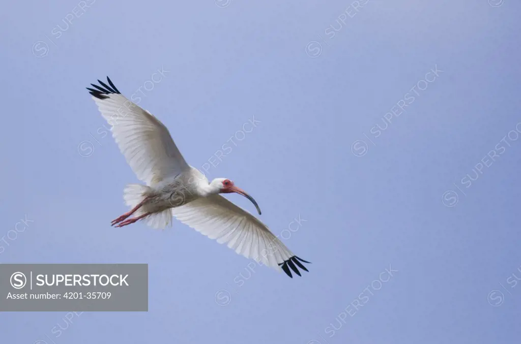 White Ibis (Eudocimus albus) flying, Rio Grande Valley, Texas