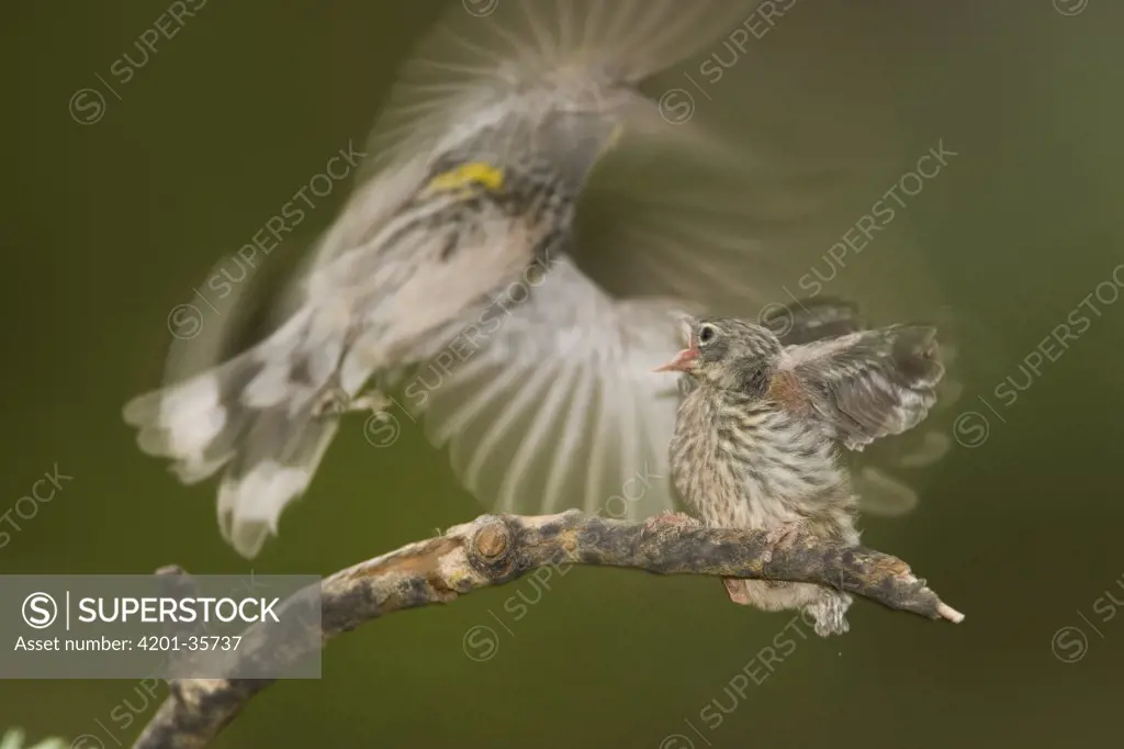 Yellow-rumped Warbler (Dendroica coronata) chick begging from parent who is taking flight, White Mountains, Arizona