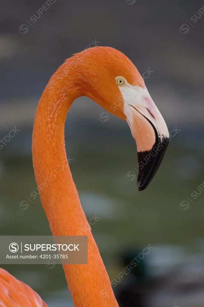 Greater Flamingo (Phoenicopterus ruber) portrait, San Diego Zoo, California