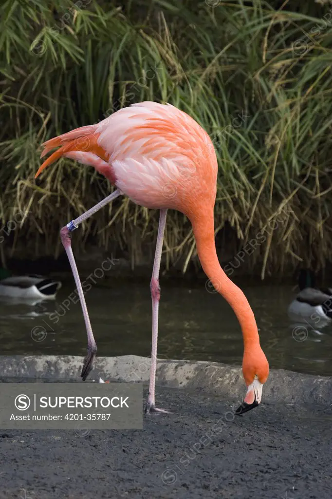 Greater Flamingo (Phoenicopterus ruber), San Diego Zoo, California