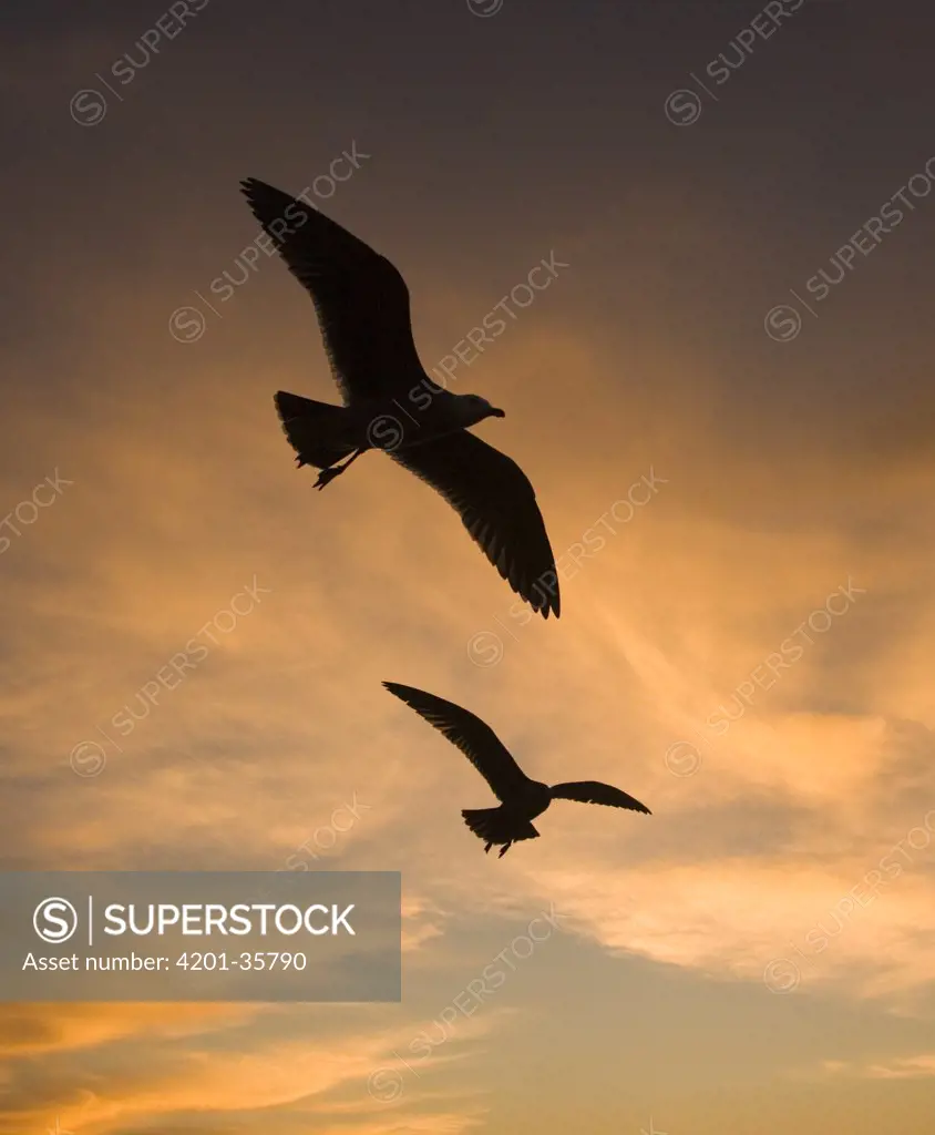 Mew Gull (Larus canus) pair silhouetted at sunset in La Jolla, California