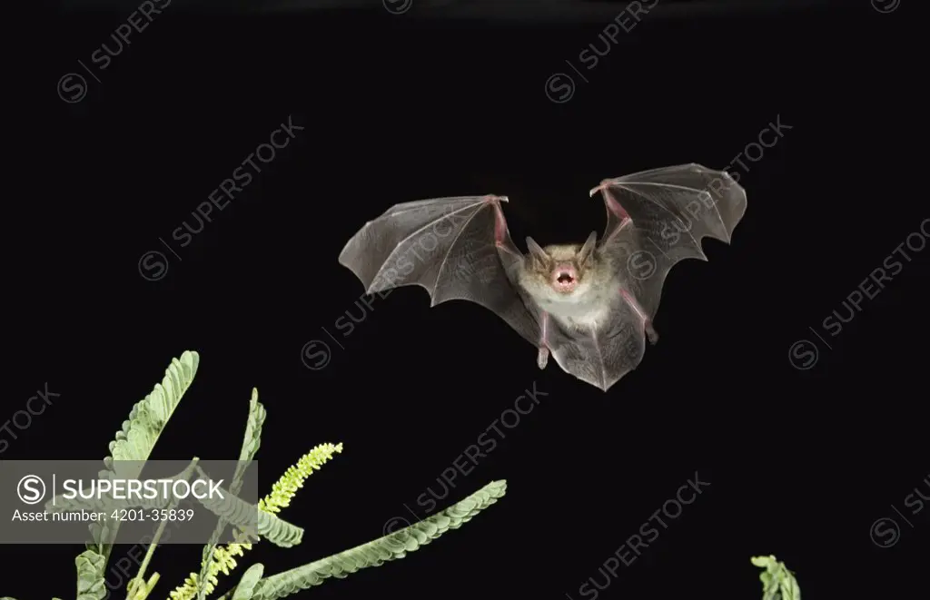 Cave Myotis (Myotis velifer) a nectar feeding bat