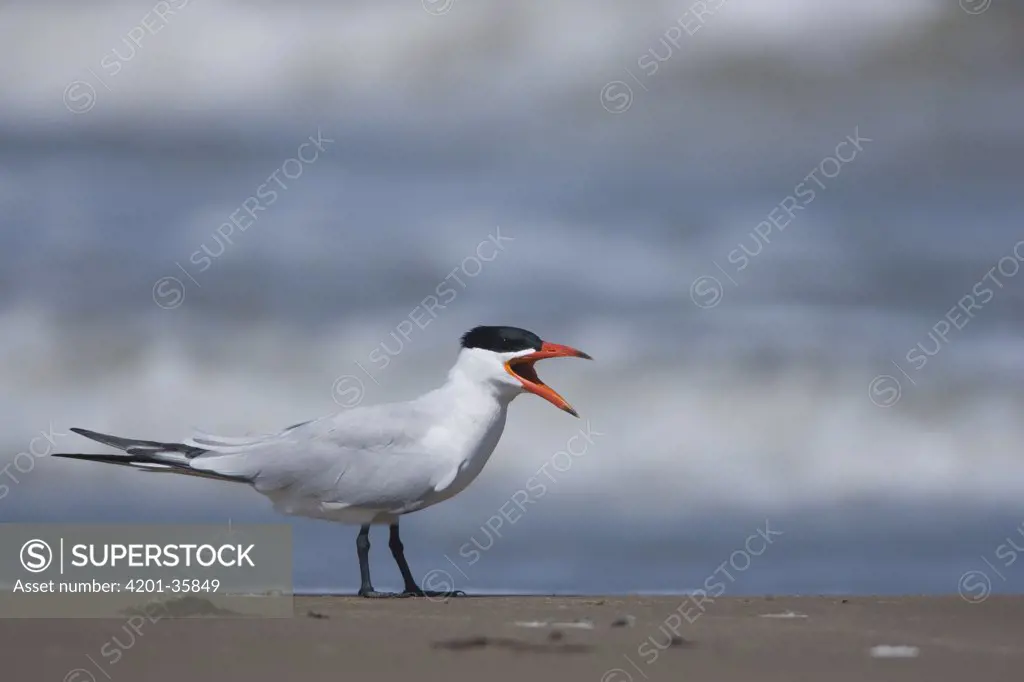 Caspian Tern (Sterna caspia) calling, South Padre Island, Texas