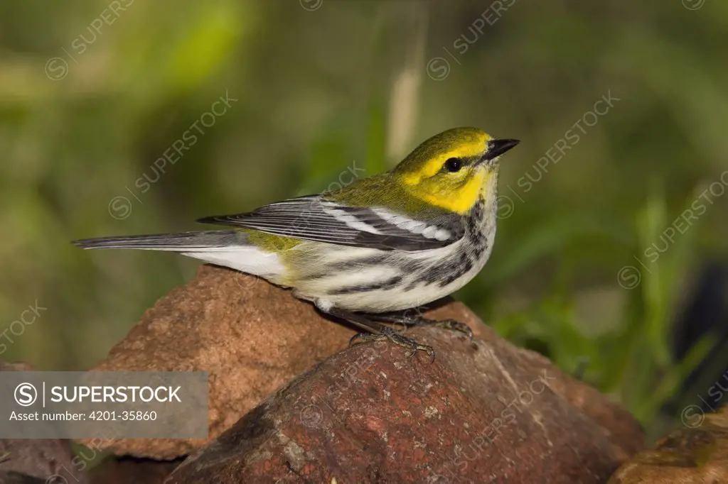 Black-throated Green Warbler (Dendroica virens) female, Rio Grande Valley, Texas