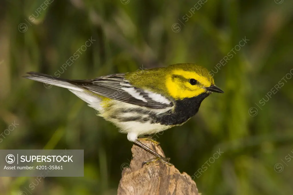 Black-throated Green Warbler (Dendroica virens) male, Rio Grande Valley, Texas