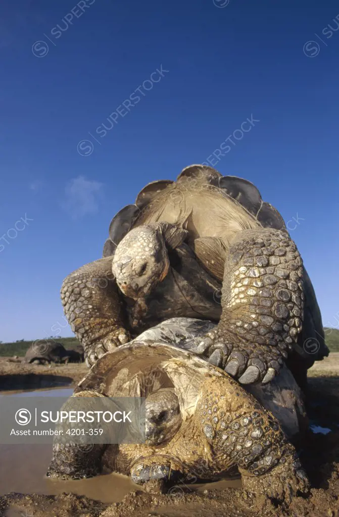Galapagos Giant Tortoise (Geochelone nigra) mating during rainy season, Alcedo Volcano, Isabella Island, Galapagos Islands, Ecuador