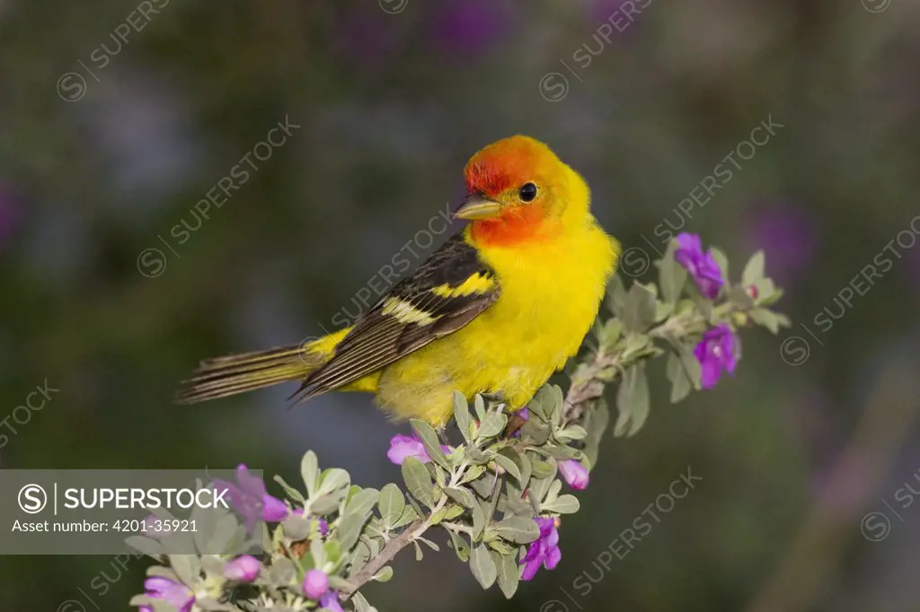 Western Tanager (Piranga ludoviciana) male, Rio Grande Valley, Texas