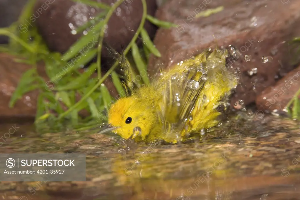 Yellow Warbler (Dendroica petechia) male bathing, Rio Grande Valley, Texas