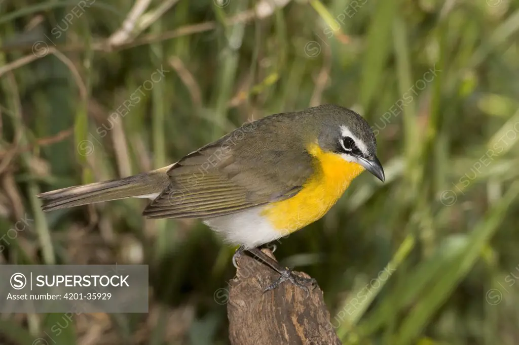 Yellow-breasted Chat (Icteria virens) male, Rio Grande Valley, Texas