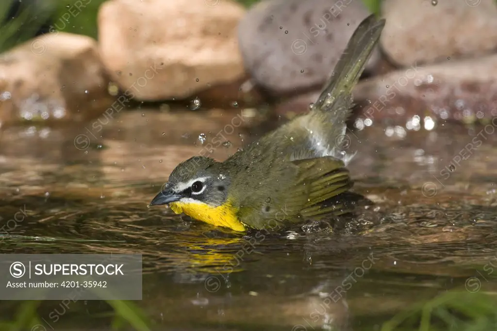 Yellow-breasted Chat (Icteria virens) male bathing, Rio Grande Valley, Texas