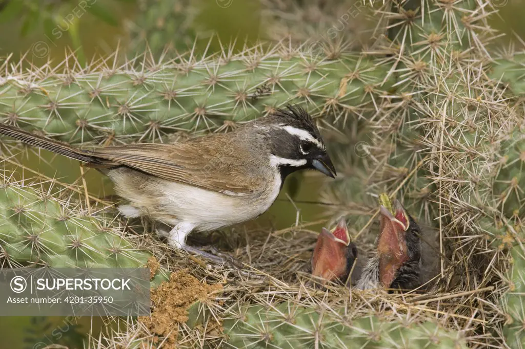 Black-throated Sparrow (Amphispiza bilineata) feeding chicks, Santa Rita Mountains, Arizona