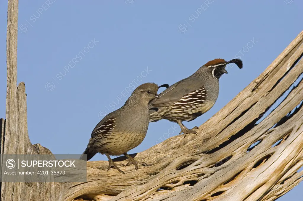 Gambel's Quail (Callipepla gambelii) pair, with male on the right and female on the left, Santa Rita Mountains, Arizona