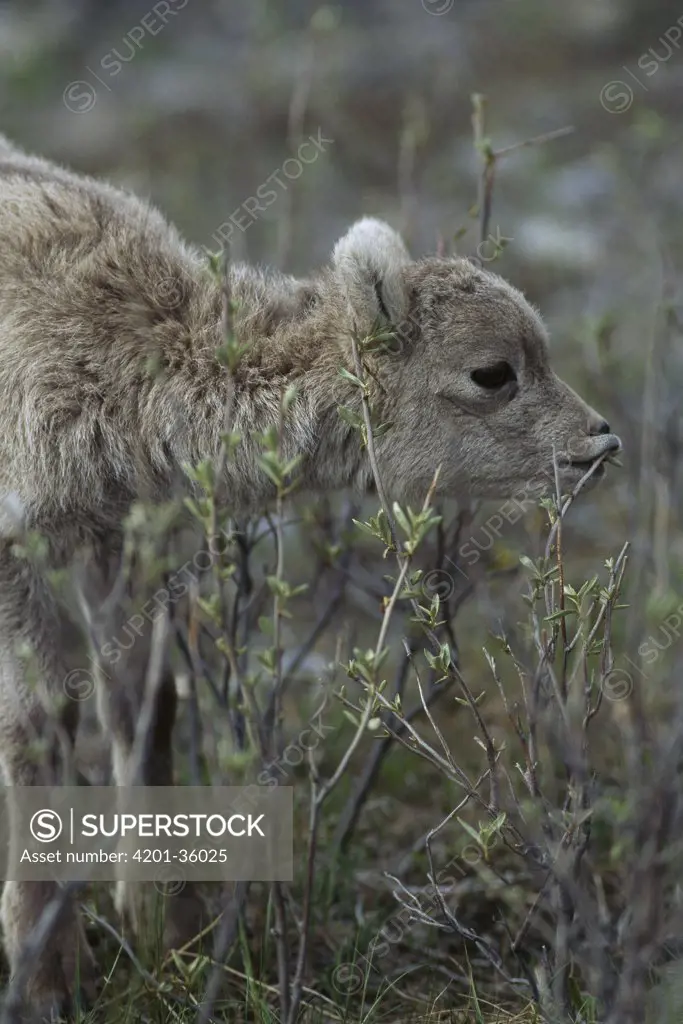 Bighorn Sheep (Ovis canadensis) baby browsing on vegetation, Rocky Mountains, North America