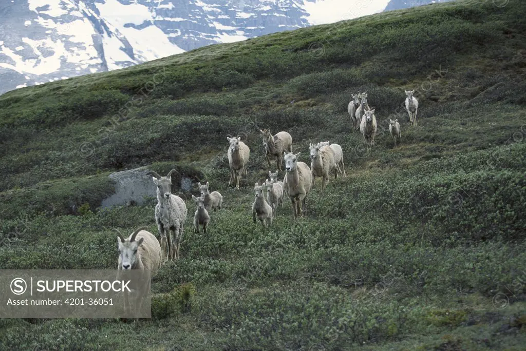 Bighorn Sheep (Ovis canadensis) herd on females and young, Rocky Mountains, North America