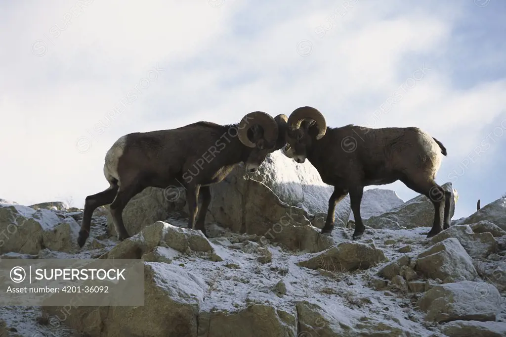 Bighorn Sheep (Ovis canadensis) males butting heads to compete for females, Rocky Mountains, North America