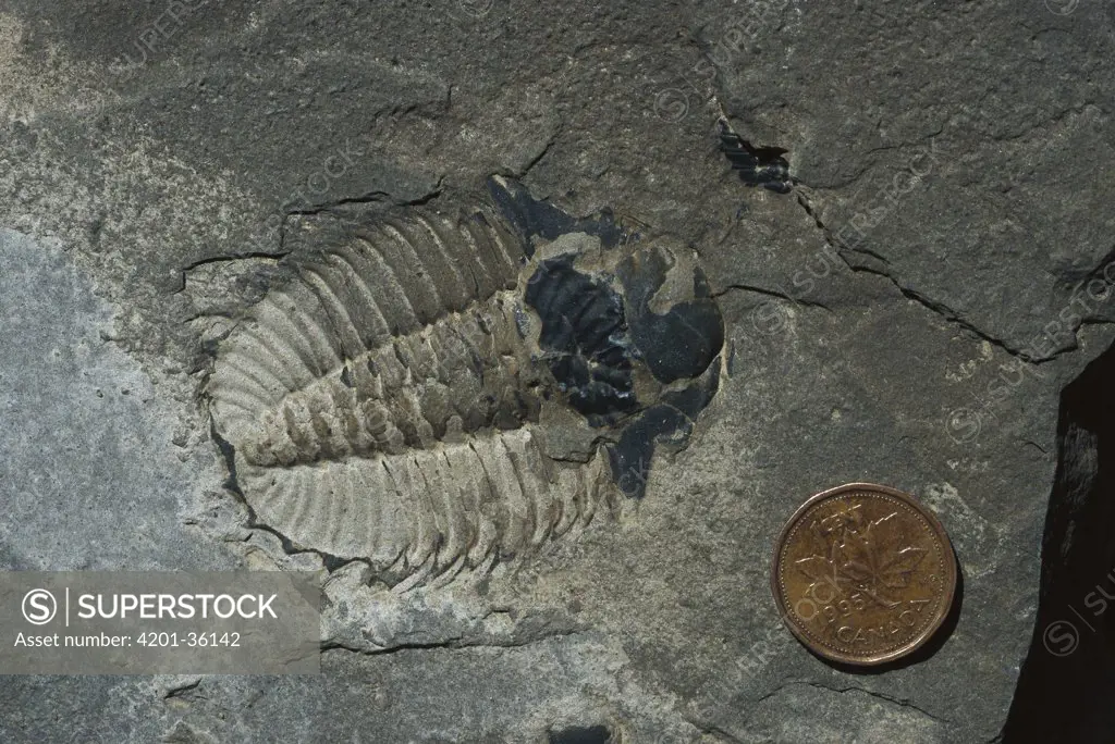 Trilobite (Olenoides sp) fossil from the Middle Cambrian era, specimen from the Rocky Mountains, North America