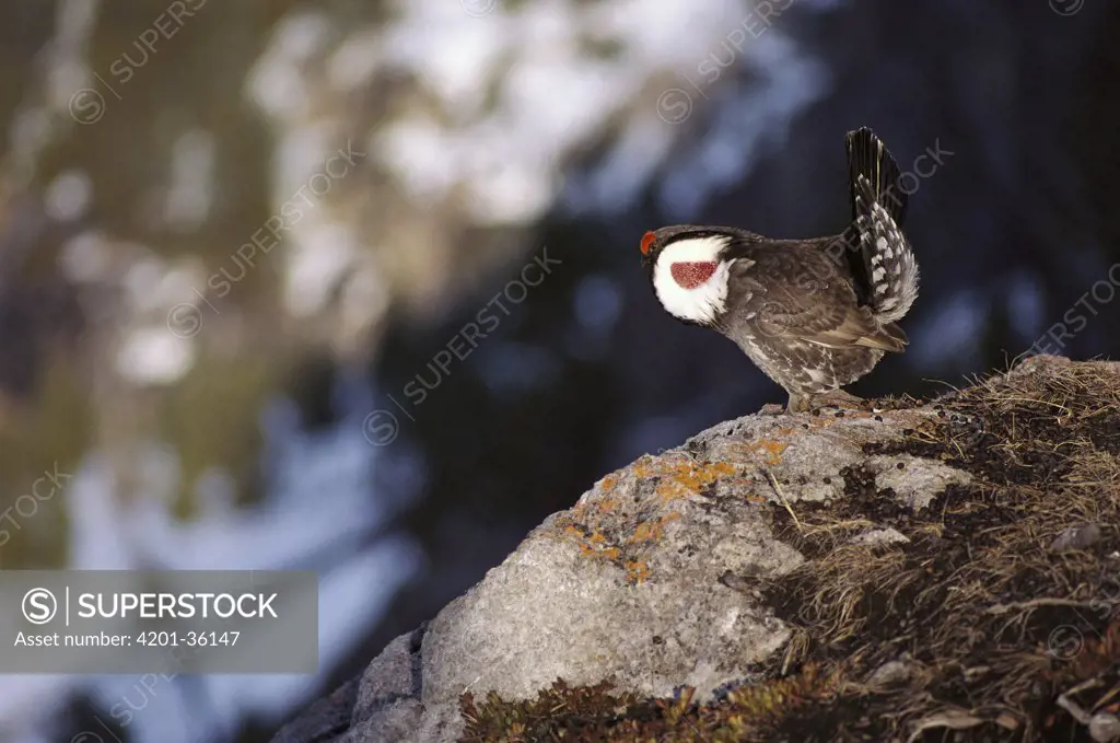 Blue Grouse (Dendragapus obscurus) male perched on rock, Rocky Mountains, North America