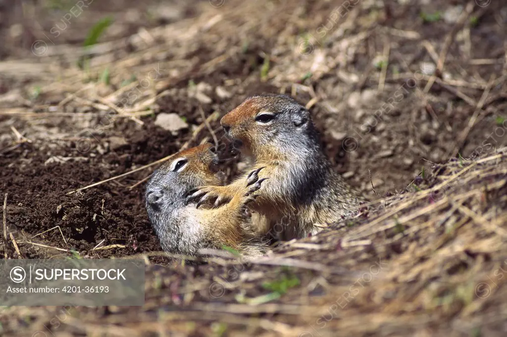 Columbian Ground Squirrel (Spermophilus columbianus) pair, Rocky Mountains, North America