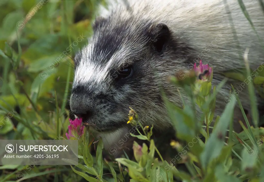 Hoary Marmot (Marmota caligata) smelling flower in field, Rocky Mountains, North America