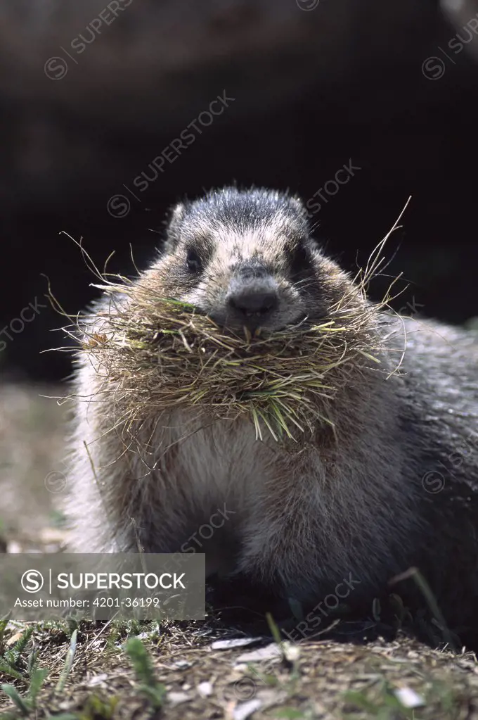 Hoary Marmot (Marmota caligata) with vegetation for nest building, Rocky Mountains, North America